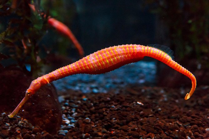 SEA LIFE Kelly Tarlton's General Admission - How long the visit really takes