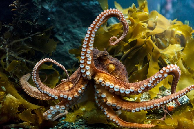 SEA LIFE Kelly Tarlton's General Admission - Opening hours and planning your visit