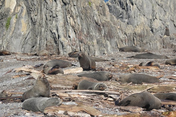 Seal Coast Safari - Exclusive access to Wellington's secret coast - Watching the fur seals in a natural setting