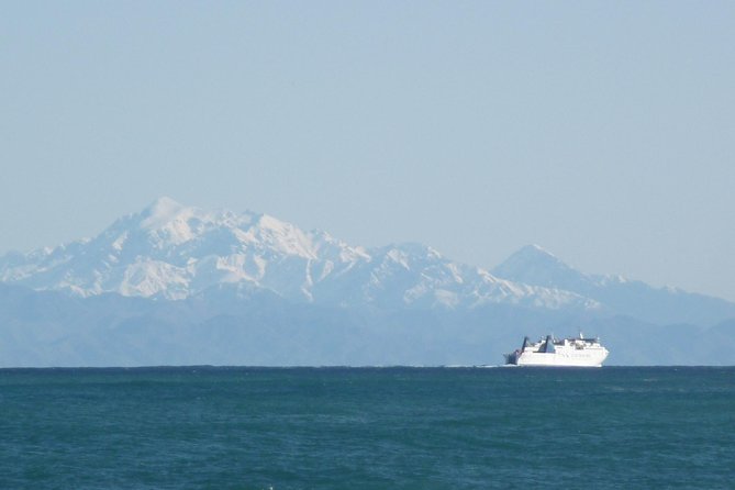 Seal Coast Safari - Exclusive access to Wellington's secret coast - The guides shape the experience