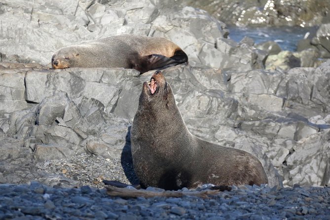 Seal Coast Safari - Exclusive access to Wellington's secret coast - Is $121.01 a fair price?