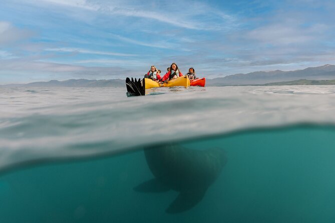 Seal Kayaking Adventure in Kaikoura - Watching New Zealand fur seals from the water