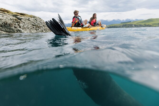 Seal Kayaking Adventure in Kaikoura - Dolphins, birds, and the lucky penguin