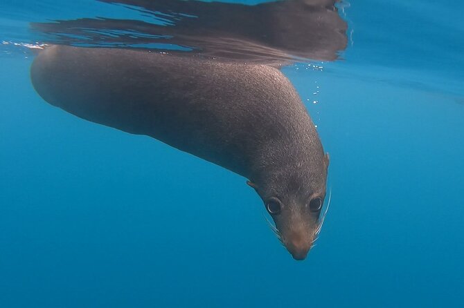 Seal Kayaking Adventure in Kaikoura - Setting out from 18 Beach Road
