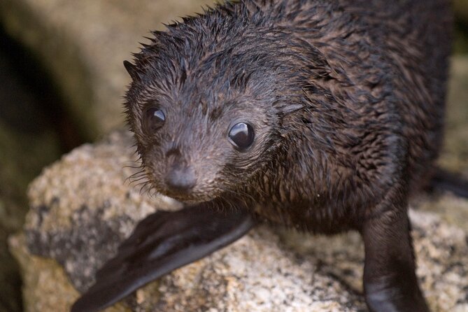 Seal Sanctuary Tour - Guided Kayaking - New Zealand - Key points to know before booking