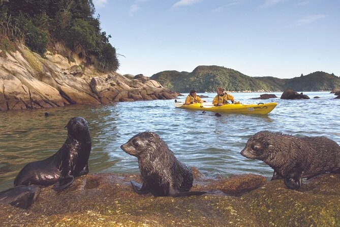 Seal Sanctuary Tour - Guided Kayaking - New Zealand - Who should book this Abel Tasman outing