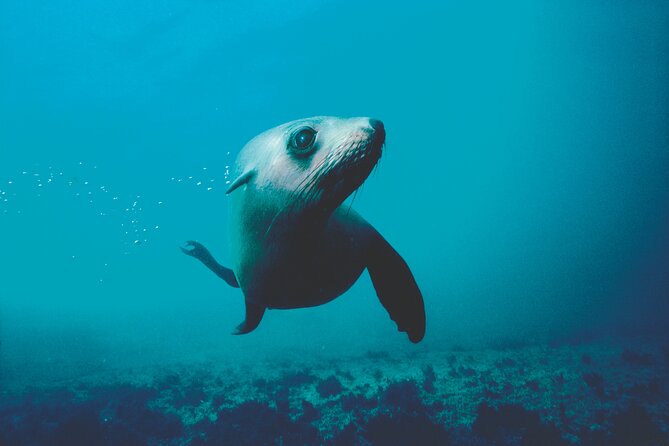 Seal Sanctuary Tour - Guided Kayaking - New Zealand - Setting out from Marahau at 8:15 am