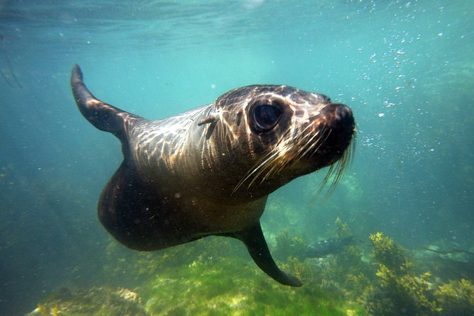 Seal Swimming Tour from Kaikoura - Key points to know before booking