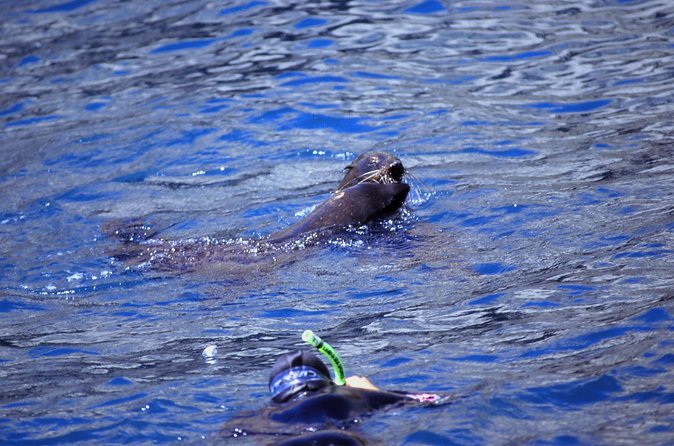 Seal Swimming Tour from Kaikoura - The short boat ride to seal habitat