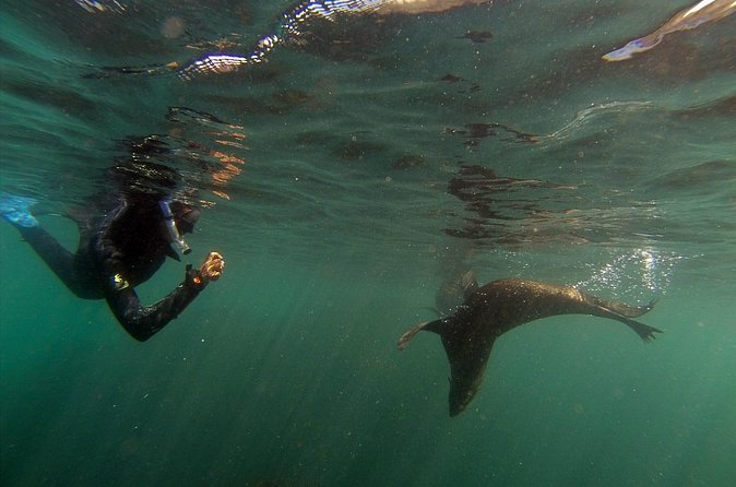 Seal Swimming Tour from Kaikoura - Swimming in the shallow water
