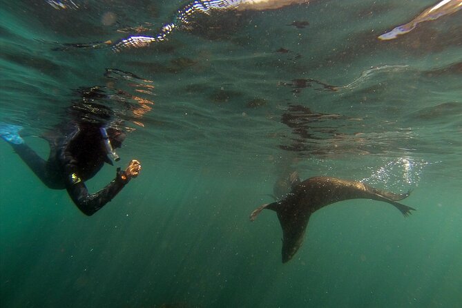 Seal Swimming Tour from Kaikoura - Is the $98.67 price fair?