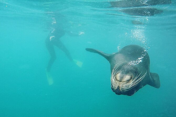 Seal Swimming Tour from Kaikoura - Who should choose this Kaikoura activity?