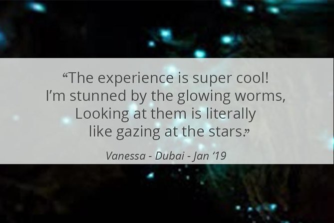 See Auckland's Secret Glow Worms - Why the guide matters after dark