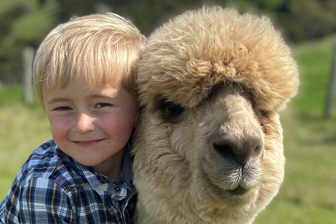 Shamarra Alpaca Farm Tours - Meeting alpacas above Akaroa Harbour