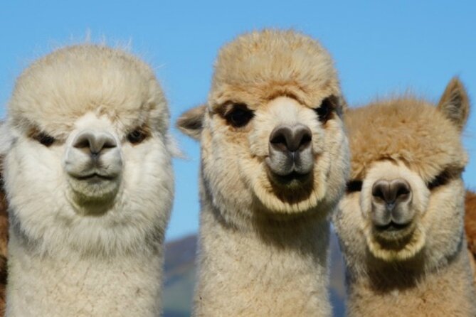 Shamarra Alpaca Farm Tours - Why the scenery is part of the value