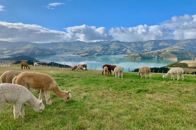 Shamarra Alpaca Farm Tours - Rain, clothing, and practical comfort