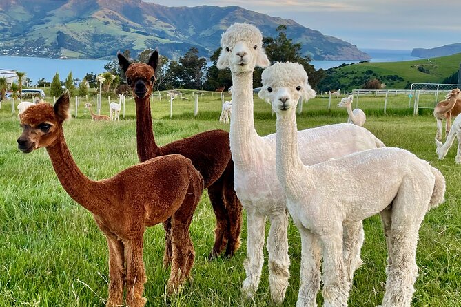 Shamarra Alpaca Farm Tours - The transport problem you should solve first