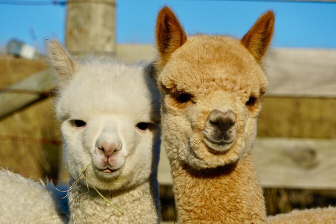 Shamarra Alpaca Farm Tours - Should you book Shamarra Alpaca Farm Tours?