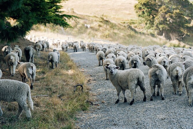 Sheep Farm Day Trip from Christchurch + Lunch and Winery visit. - Guides who add personality to the day