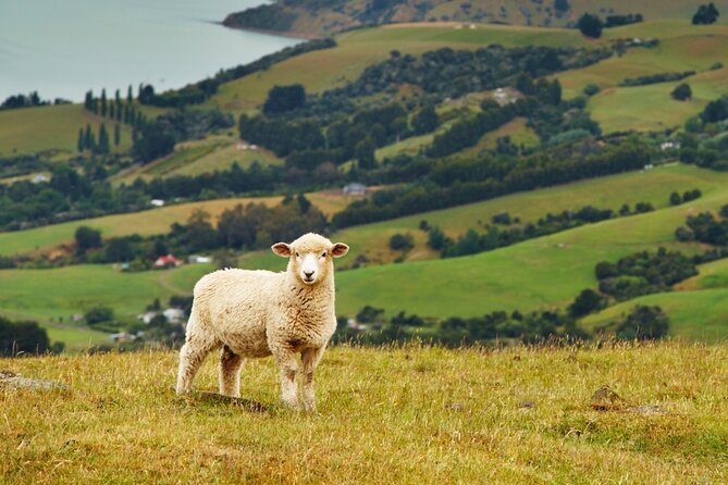 Sheep Shearing and Auckland City Highlights Tour with Lunch - Crossing Auckland Harbour Bridge and entering the city