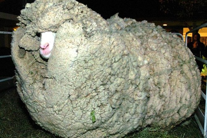 Sheep World Country Tour from Auckland - Sheepworld and the working farm show