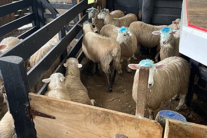 Sheep World Country Tour from Auckland - Comfort, weather, and booking details