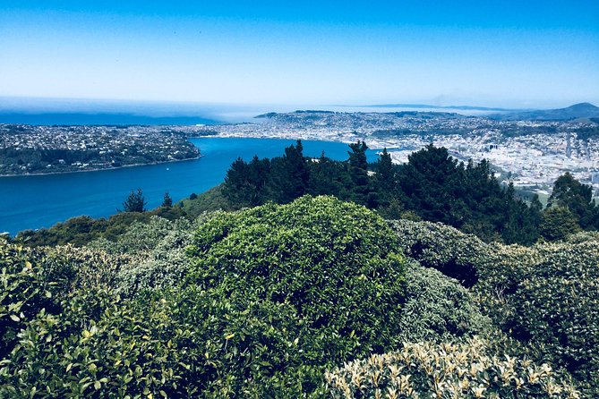 Shore Excursion: Dunedin City, Otago Peninsula, Castle Gardens & Olveston Tour - The Otago Peninsula drive is the scenic backbone