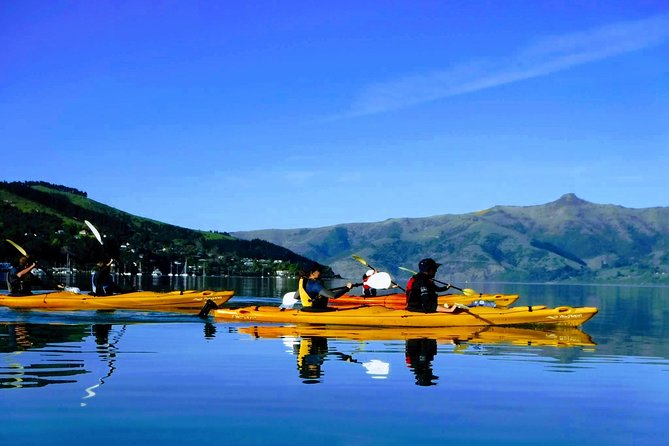 Shore Excursion Guided Sea Kayaking through Akaroa Marine Reserve - Key points to know before you book