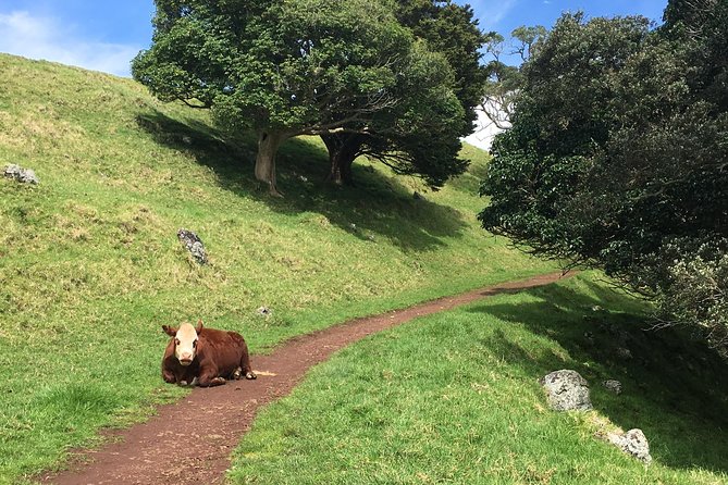 Shore Excursion: Half-Day Auckland Volcanoes Tour - One Tree Hill adds New Zealand history