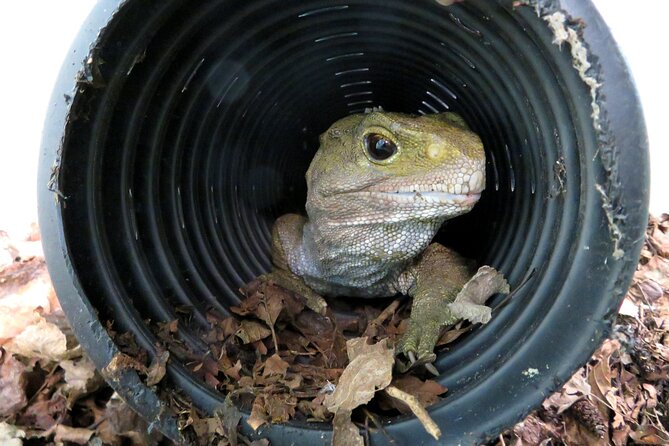 Skip the Line: Franz Josef Wildlife Center Ticket with Optional Backstage Pass - Tuatara and other native wildlife