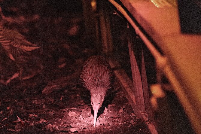 Skip the Line: Franz Josef Wildlife Center Ticket with Optional Backstage Pass - What the Backstage Pass adds