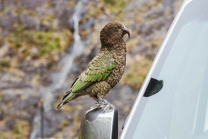 Small Group, Award Winning Milford Sound Day Experience & Cruise - Lunch, water, and the small practical details