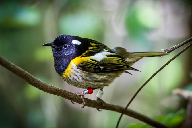Small Group Daytime 2-Hour Eco Wildlife Tour at Zealandia - The birds you may see and hear