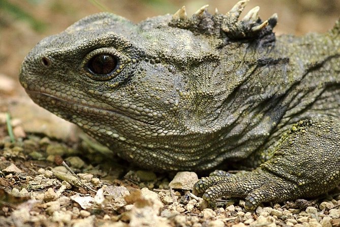 Small Group Daytime 2-Hour Eco Wildlife Tour at Zealandia - Tuatara, geckos, and the smaller discoveries