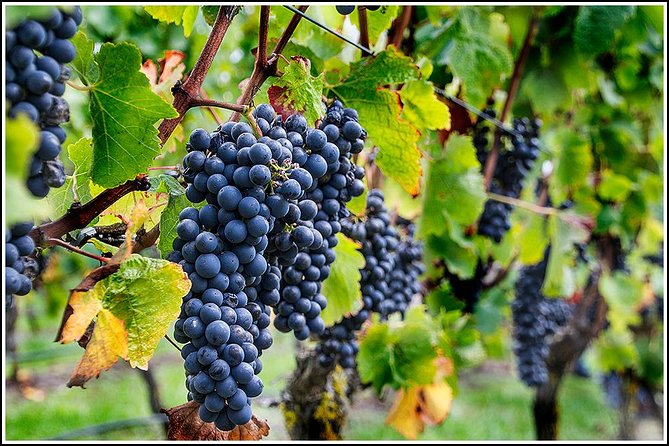Small Group - Half-Day Hawke's Bay Winery Tour - Stop one, a family-run boutique winery
