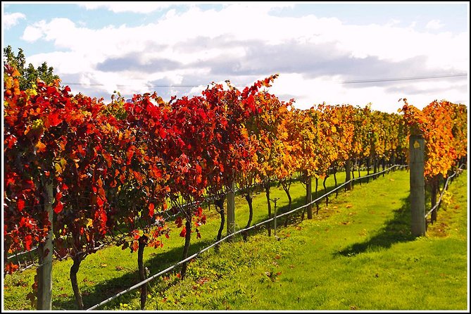 Small group - Napier Premium Wineries+ Beer tour -5.0 - 5.5 hours - Mission Estate or Church Road adds a sense of place