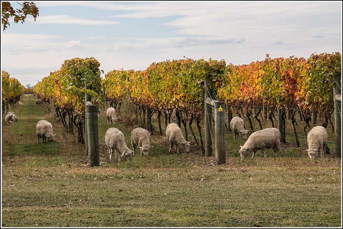 Small group - Napier Premium Winery , Beer & Cider + 5.5h to 6h. - Why the small group makes a difference
