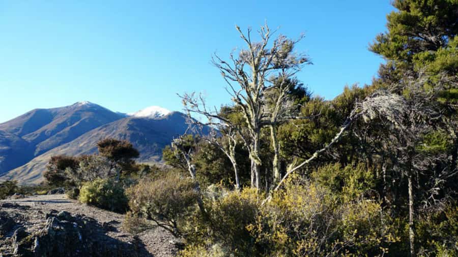 Stevensons Island 2-Hour Cruise and Nature Walk - The route through Stevensons Arm