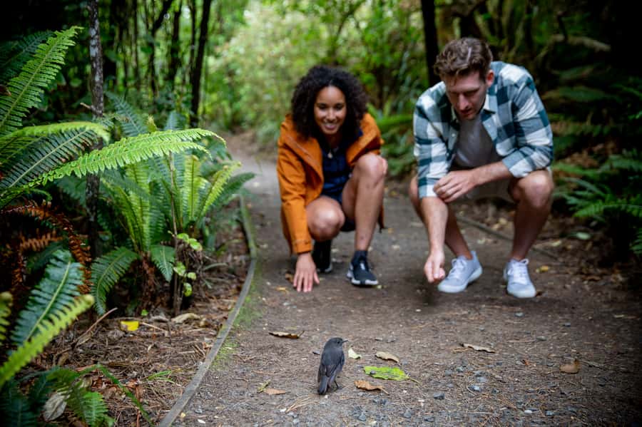 Stewart Island: Ulva Island Guided Wilderness Walk & Cruise - Birds, plants, and the value of a good guide