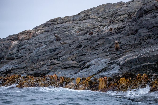 Stewart Island: Wild Kiwi Experiences - The boat ride adds real value