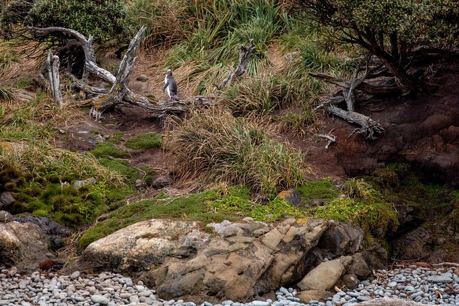 Stewart Island: Wild Kiwi Experiences - How the kiwi search actually works