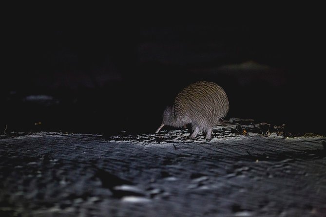 Stewart Island: Wild Kiwi Experiences - Who should book, and who should skip it
