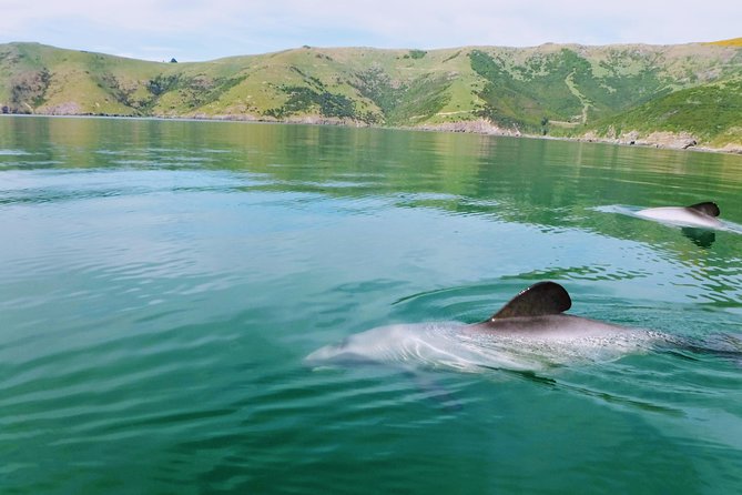 Sunrise wildlife sea kayaking in Akaroa marine reserve - Key points to know before you book