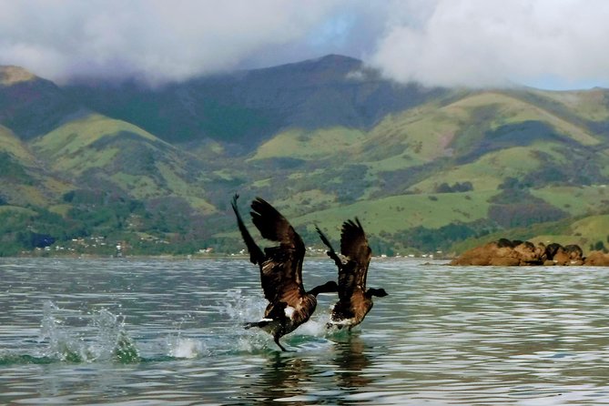 Sunrise wildlife sea kayaking in Akaroa marine reserve - Who should book this three-hour safari