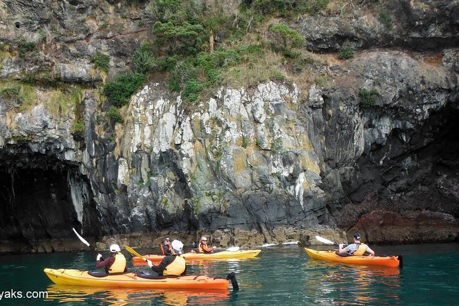 Sunrise wildlife sea kayaking in Akaroa marine reserve - Testing your skills in the sheltered harbor