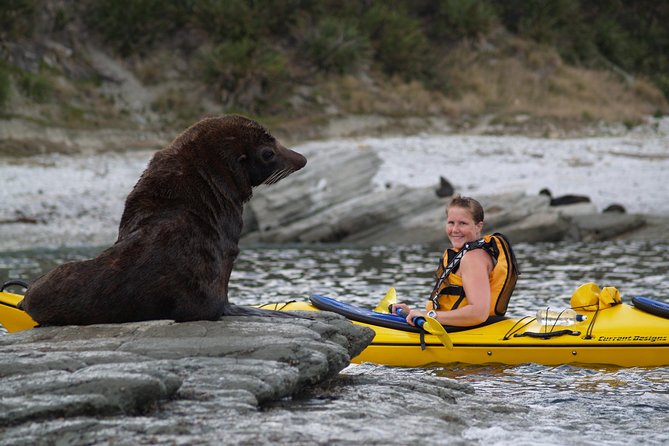 Sunset Evening Kayaking Tour - Kaikoura - The seal colony, the guaranteed highlight