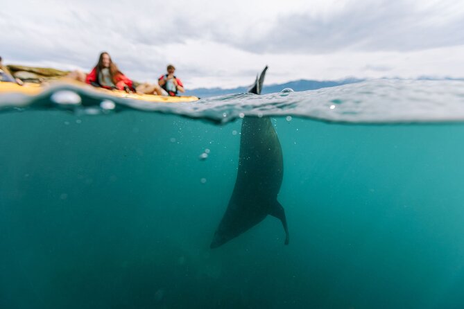 Sunset Kayak tour in Kaikoura - Why Kaikōura is such a good place for a sunset kayak
