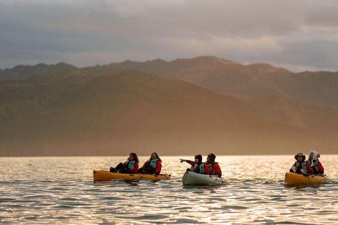 Sunset Kayak tour in Kaikoura - Watching fur seals around the peninsula