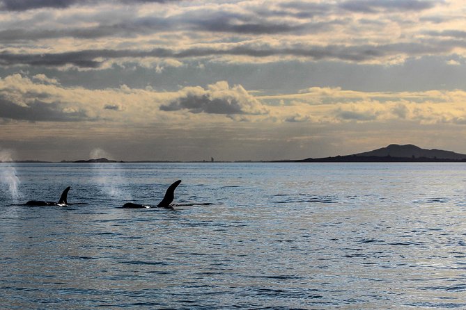 Sunset kayak tour to Rangitoto Island - Leaving Auckland at 4pm