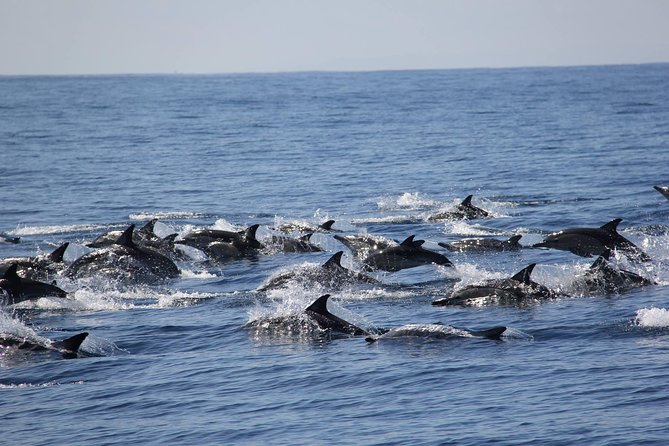 Swim With Wild Dolphins in Tauranga - Six hours in search of a wild pod